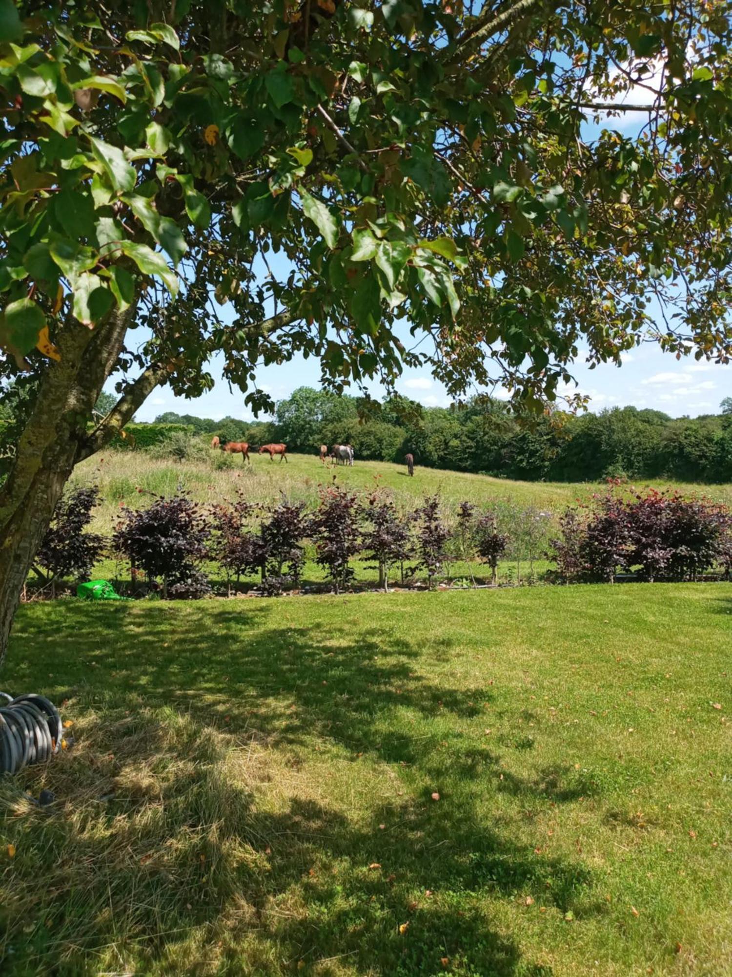 Suzies Self Catering Belmont Lägenhet Belmont  Rum bild
